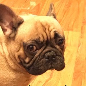 Meet your Posher, Gino